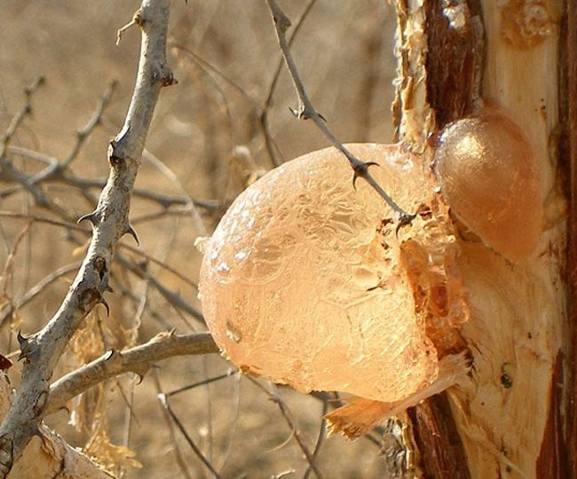 acacia gum 1 650x540 1 1