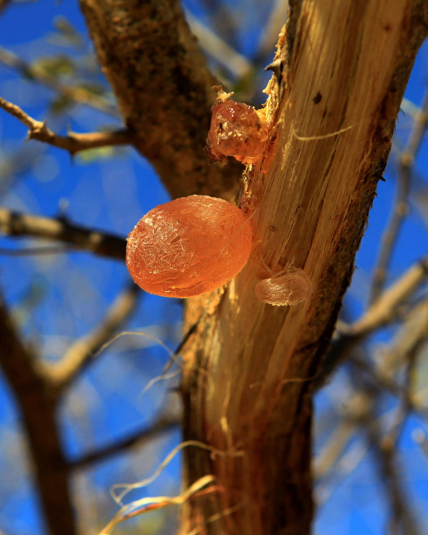 gum.....